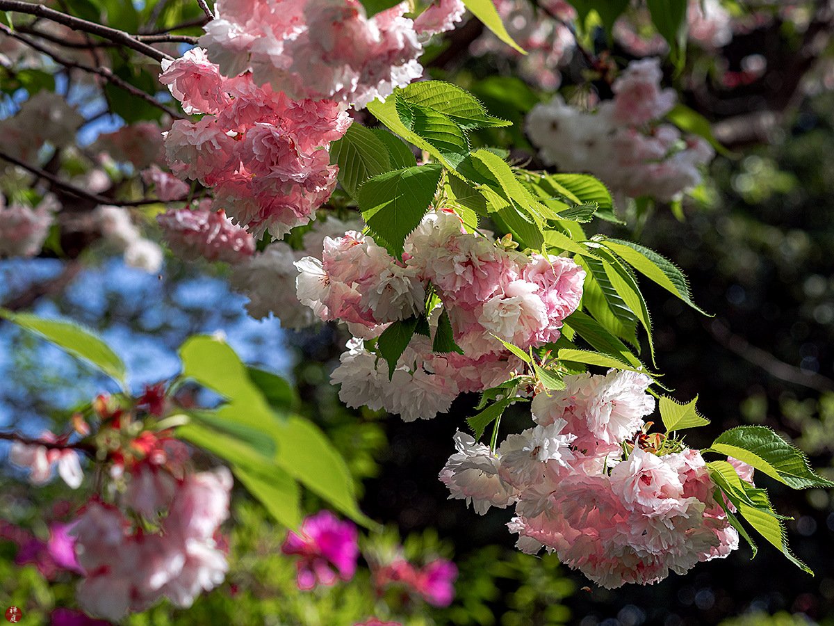 🌸 히비야 화단 오후나 플라워 센터 이미지 7